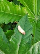 Image of Caterpillar slug