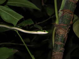 Image of Mexican Parrot Snake