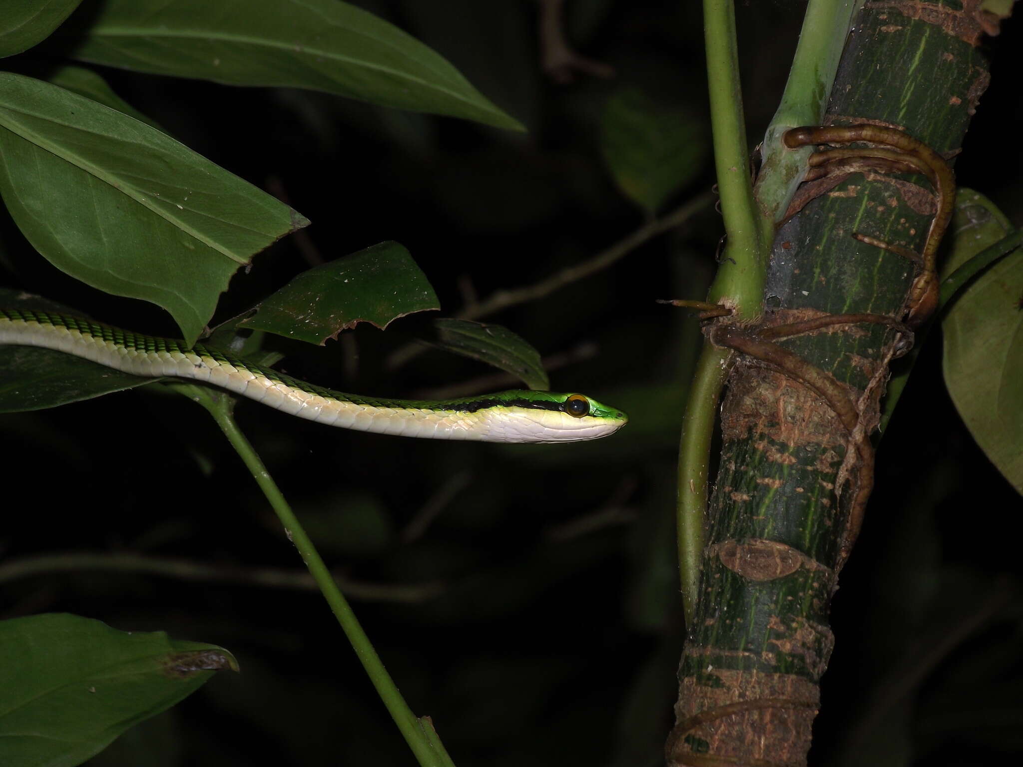 Image of Mexican Parrot Snake