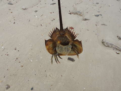 Image of Horseshoe Crab