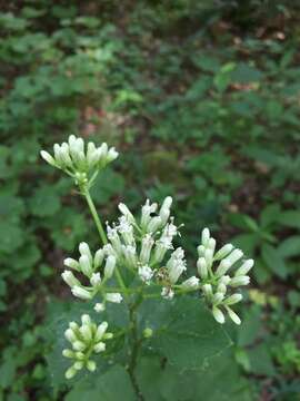 Image of great Indian plantain