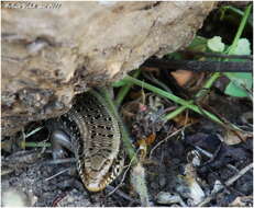 Image of Ocellated Bronze Skink