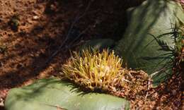 Image of Common Hedgehog Lily