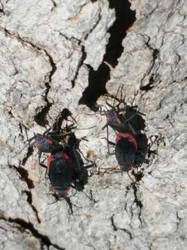 Image of Red-shouldered bug