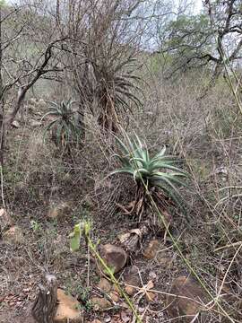 Image of Aloe marlothii subsp. marlothii