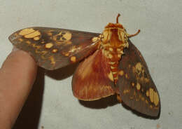 Image of Citheronia hamifera Rothschild 1907