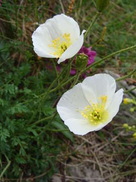 Image of Papaver tatricum (A. Nyarady) Ehrendorfer ex Soo