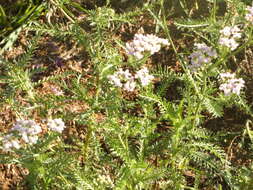 Achillea roseo-alba Ehrend. resmi