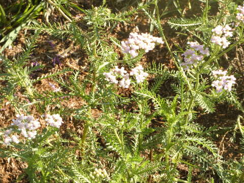 Image de Achillea roseo-alba Ehrend.