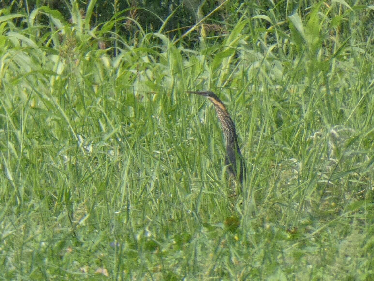 Image of Black Bittern