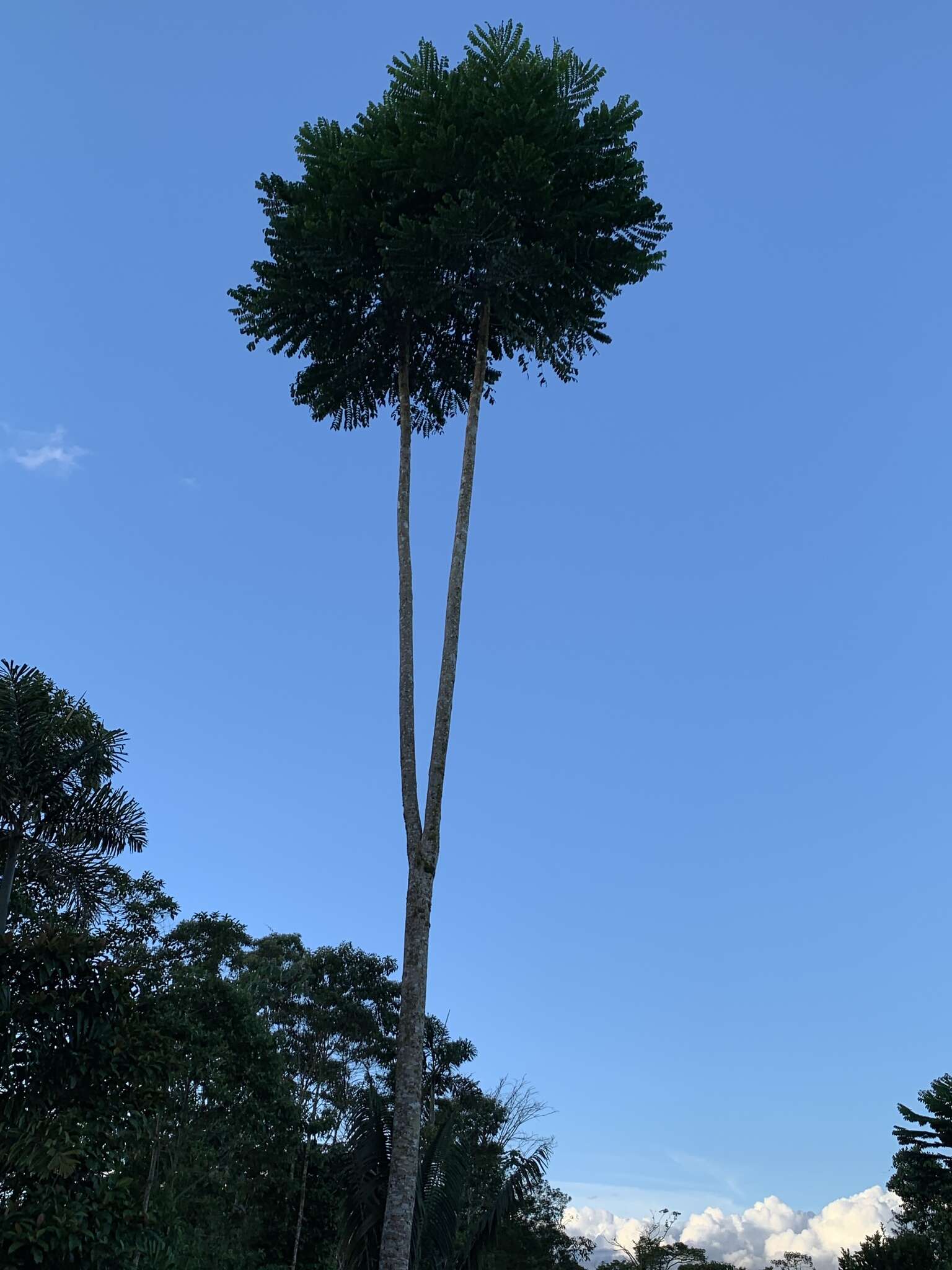 صورة Jacaranda copaia (Aubl.) D. Don