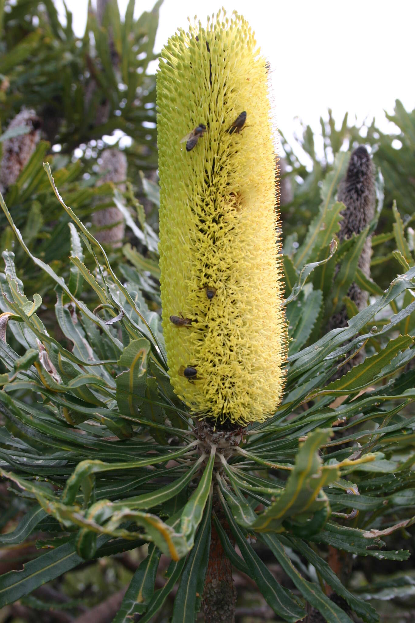 Plancia ëd Banksia attenuata R. Br.