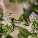 Image of rabbit thorn