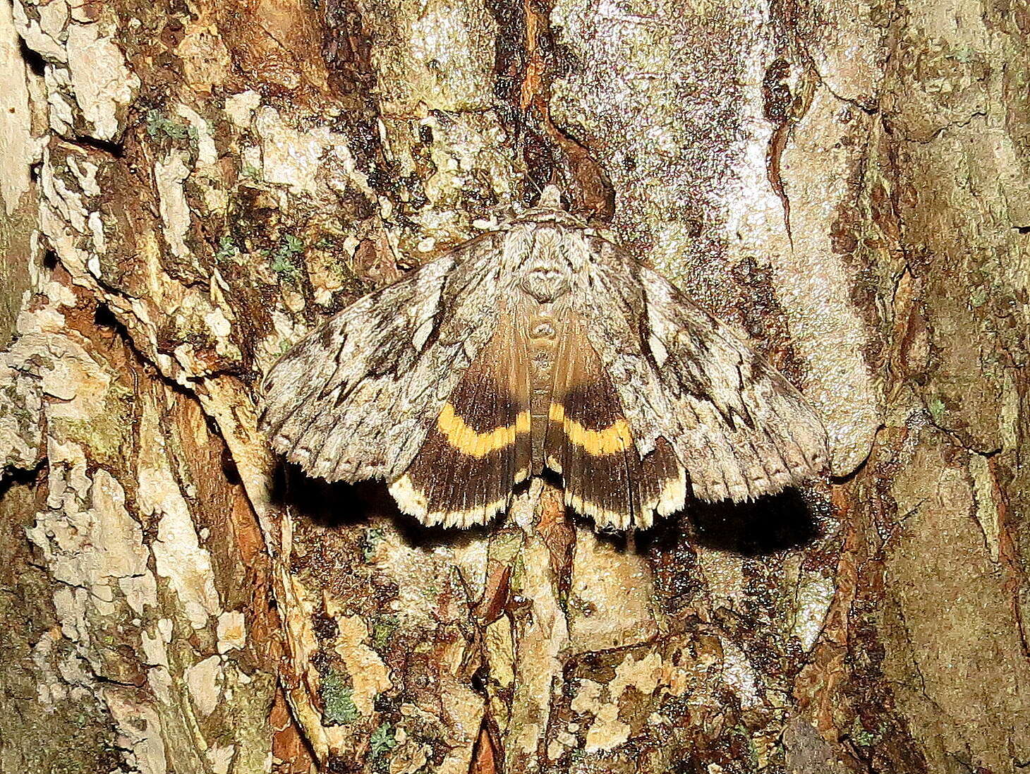 Image of Yellow-banded Underwing