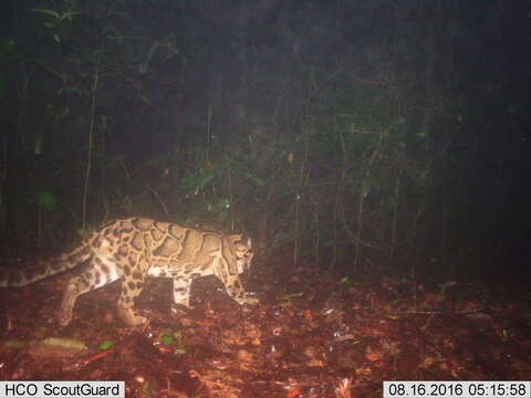 Image of clouded leopard