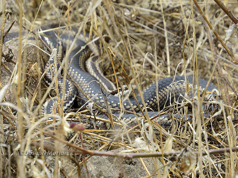 Philodryas chamissonis (Wiegmann 1835) resmi