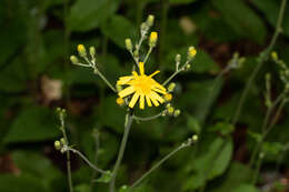 Image of Hieracium lachenalii subsp. lachenalii