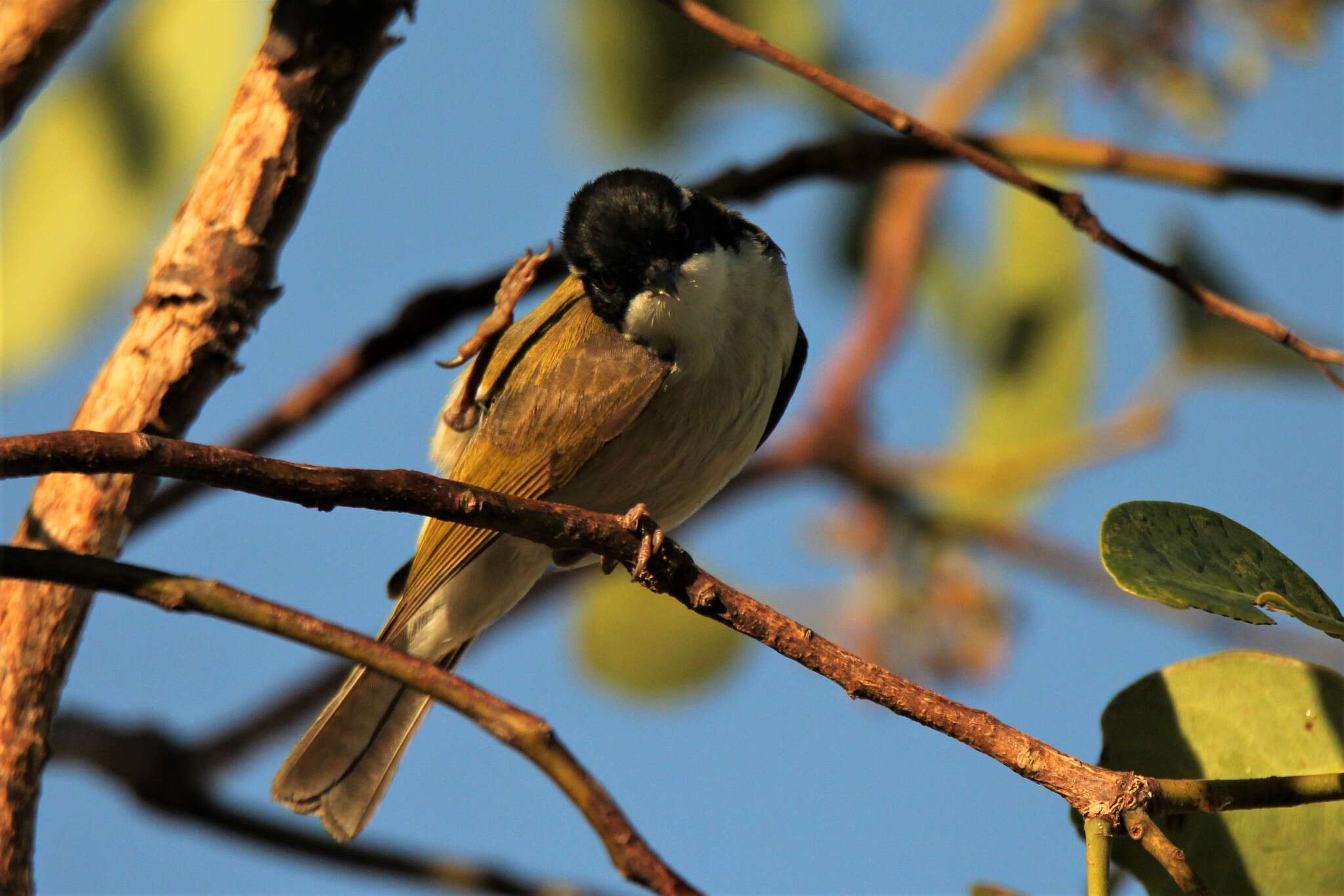 Image of White-throated Honeyeater