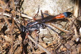 Imagem de Ammophila heydeni Dahlbom 1845