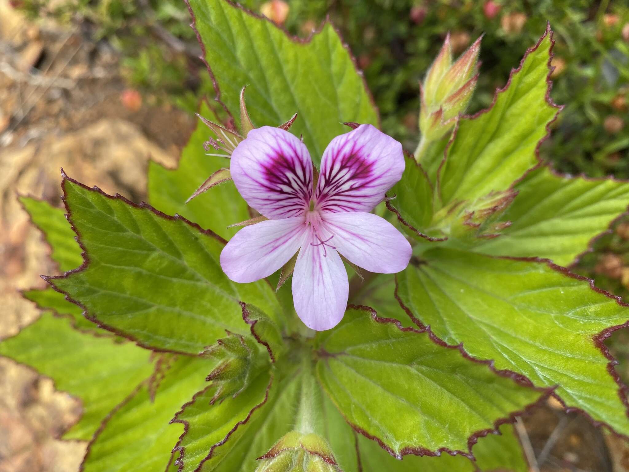 Слика од Pelargonium cucullatum subsp. cucullatum