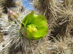 Image of Wiggins' cholla