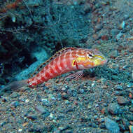 Image of Parapercis schauinslandi