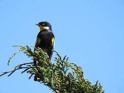 Image of Setophaga coronata goldmani