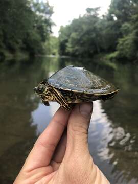 Image of Alabama Map Turtle