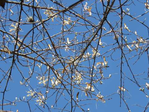 Image of Ceiba aesculifolia subsp. parvifolia (Rose) P. E. Gibbs & Semir