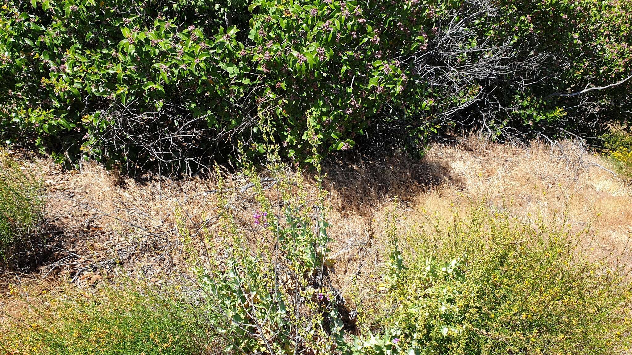 Image of Penstemon spectabilis var. spectabilis