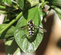 Image of Xanthogramma pedissequum (Harris 1776)