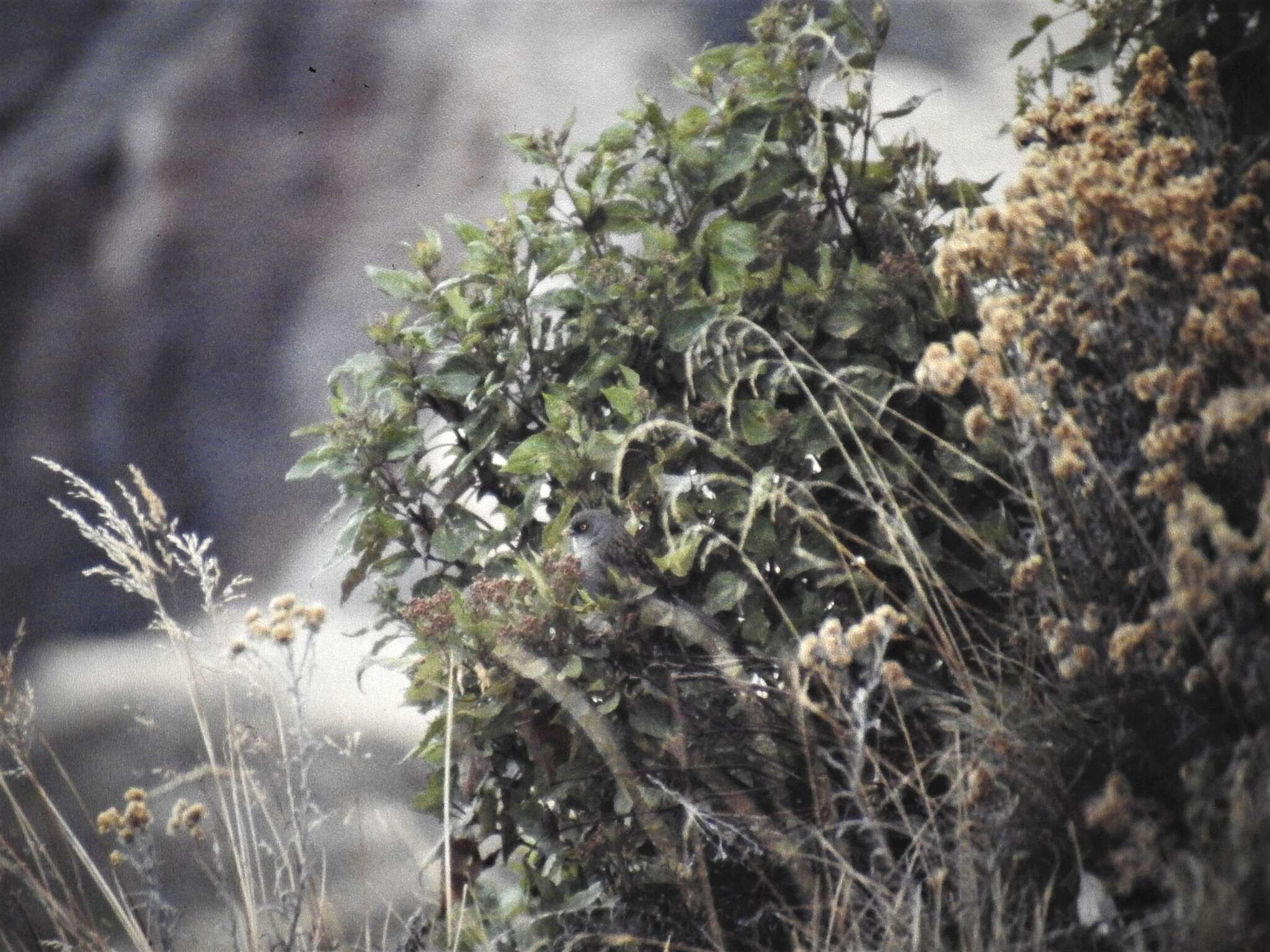 Image of Volcano Junco