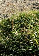 Image of Siberian Wild Rye