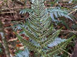 Image of Dryopteris polita Rosenst.