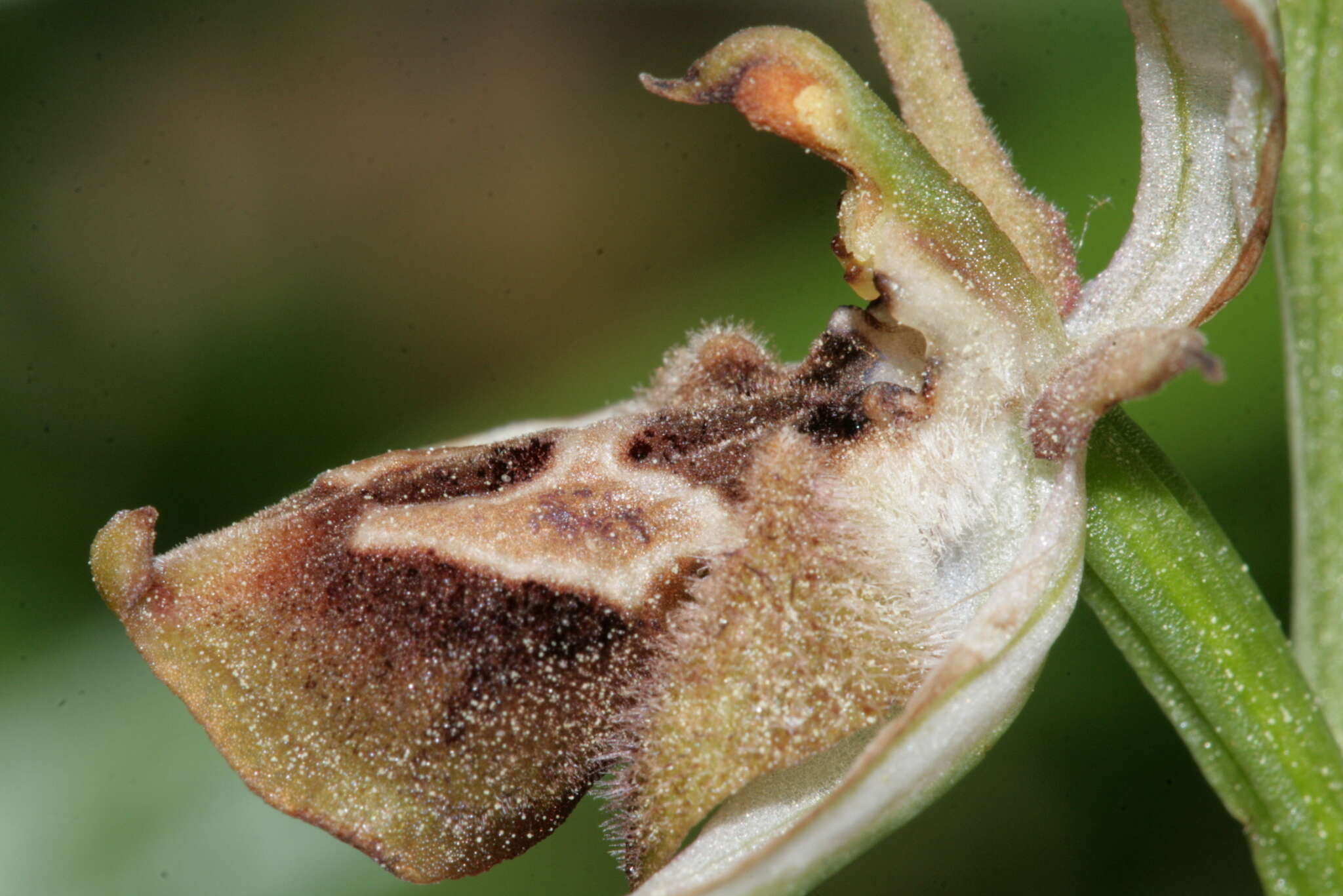 Слика од Ophrys reinholdii subsp. reinholdii