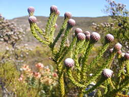 Image of Brunia noduliflora P Goldblatt & J. C. Manning