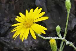 Image of Tracy's silkgrass