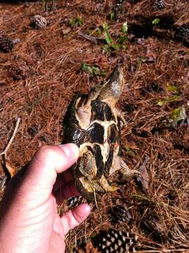 Image of Keeled Musk Turtle