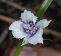 Image de Calochortus coeruleus (Kellogg) S. Watson