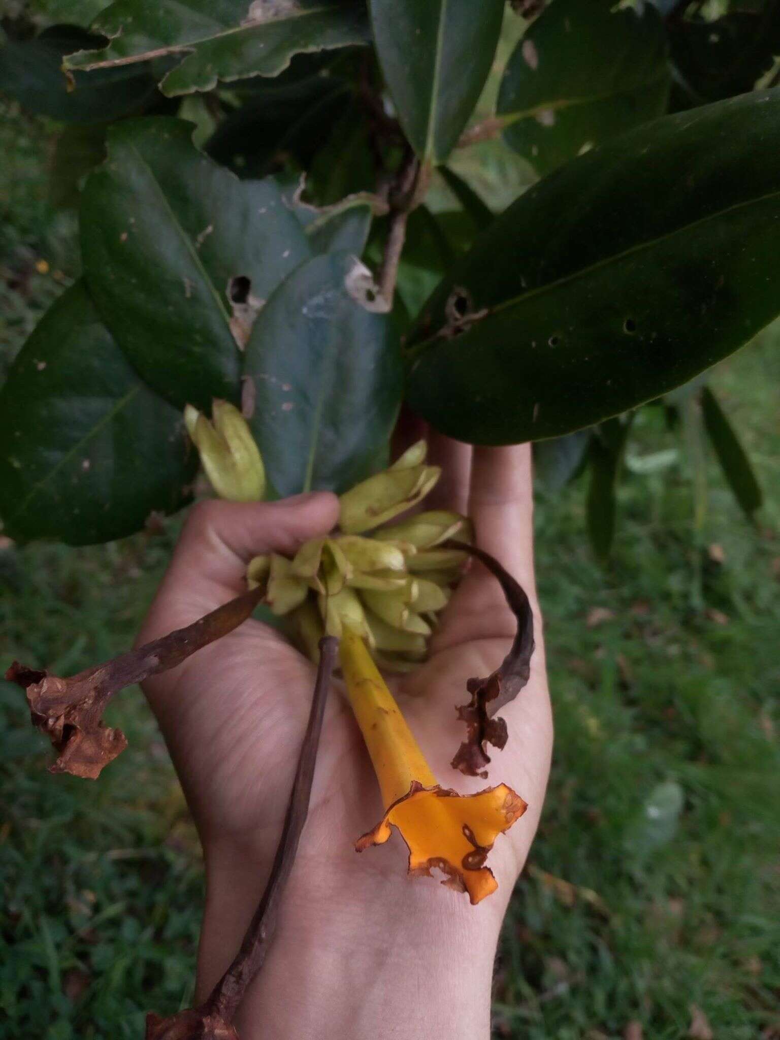 Слика од Schultesianthus coriaceus (O. Kuntze) A. T. Hunziker