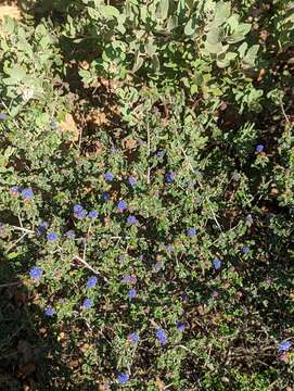 Image of wavyleaf ceanothus