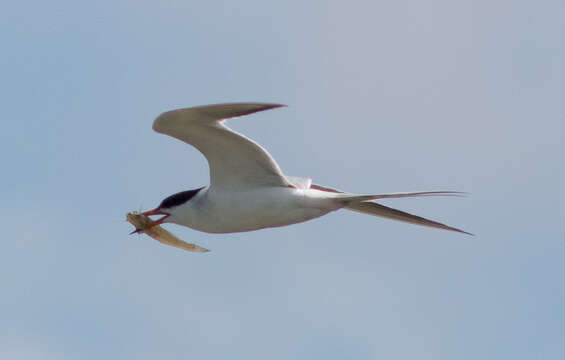 Image of Forster's Tern