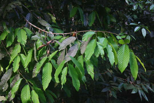 Image of Polyalthia fragrans (Dalzell) Hook. fil. & Thomson