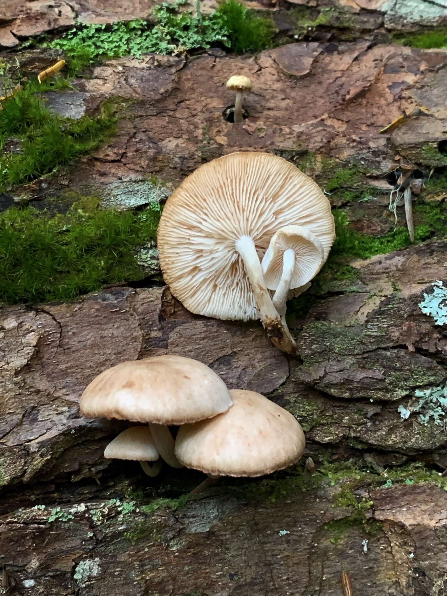 Plancia ëd Collybia bakerensis A. H. Sm. 1944