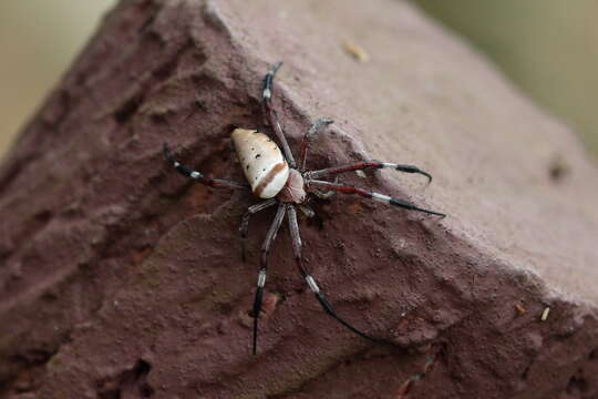 Imagem de Argiope ocula Fox 1938