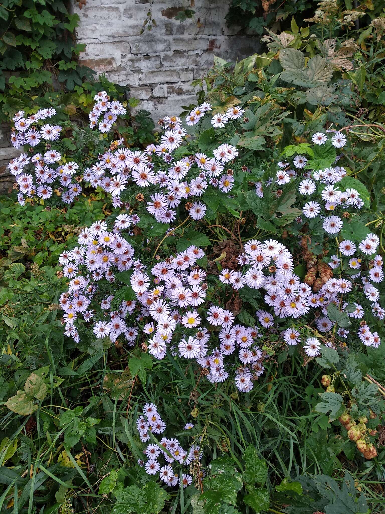 Image of Symphyotrichum versicolor (Willd.) G. L. Nesom