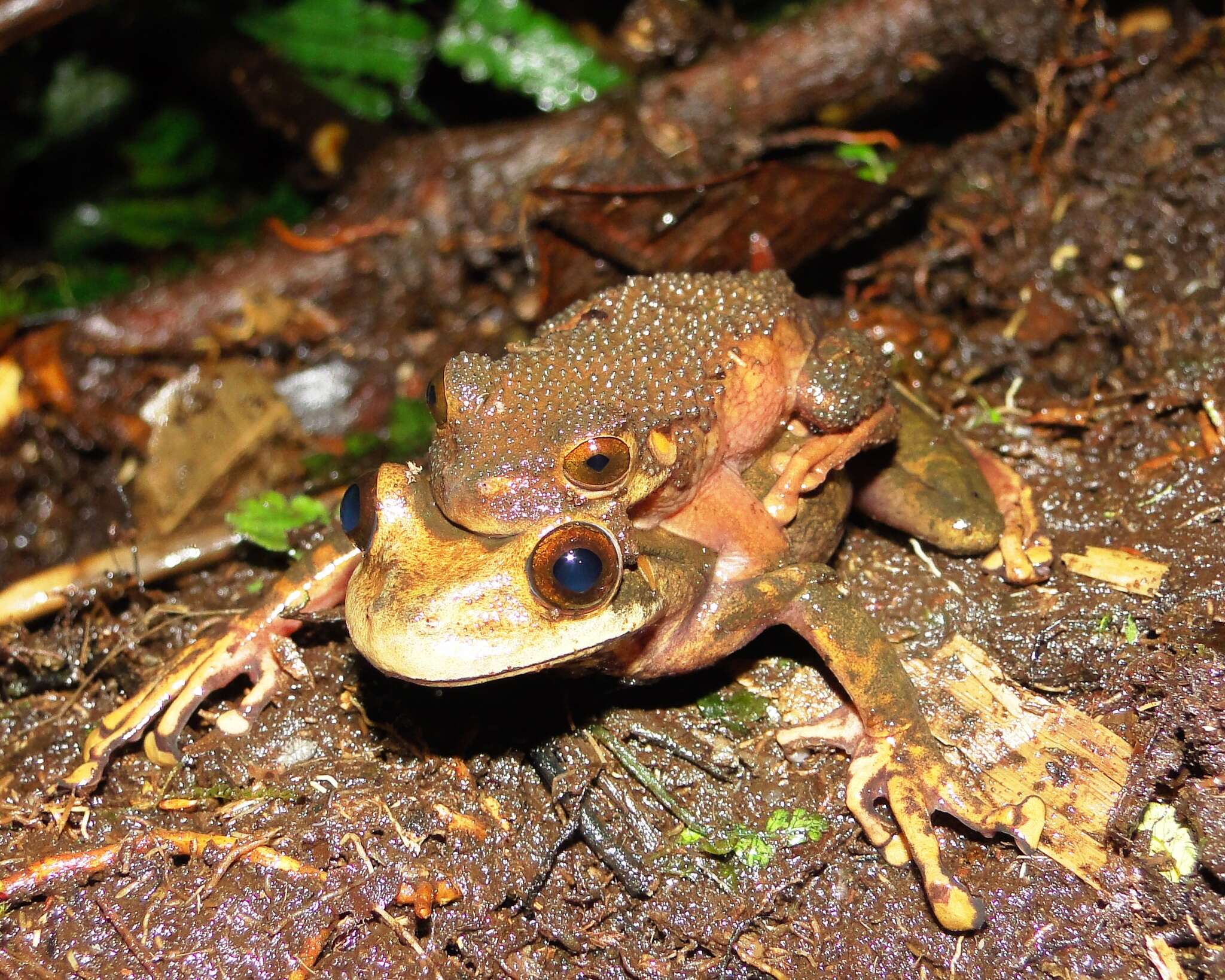 Osteocephalus verruciger (Werner 1901)的圖片