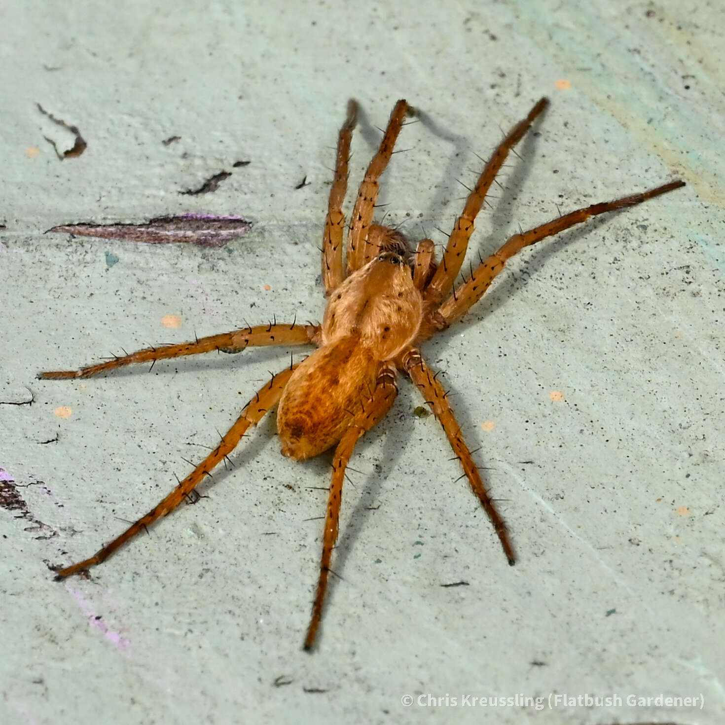 Image of Arachosia cubana (Banks 1909)