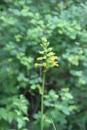 Image of Ligularia fischeri (Ledeb.) Turcz.