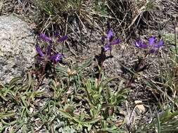 Image of Penstemon heterodoxus var. heterodoxus